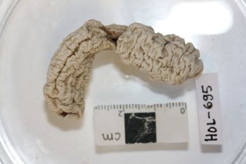Media type: image;   Invertebrate Zoology HOL-695 Description: Preserved specimen.;